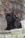 ABRAMO - Triola Cane Corso